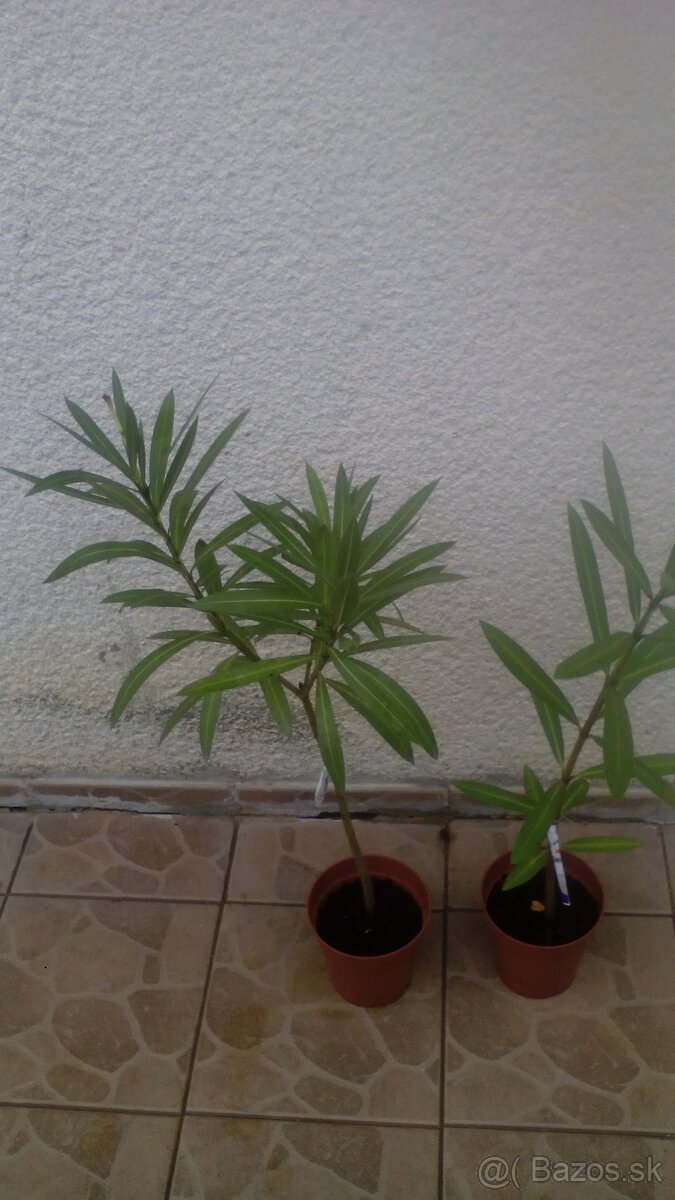 Predám rastlin oleander - 4