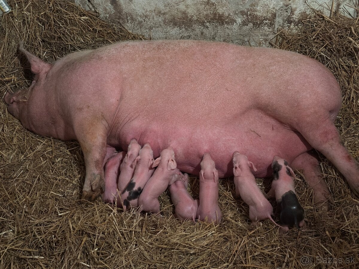 Predám Prasnica 2,50€ /kg - 4