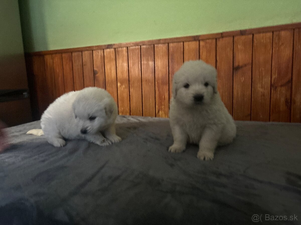 Predám šteniatka - 4