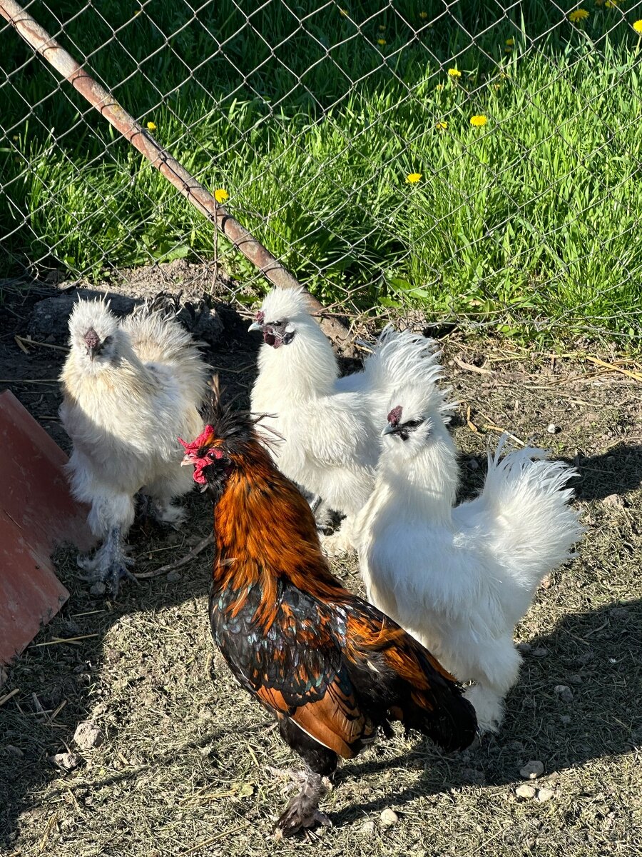 Predám mladé kohuty - eladó kakasok - 4