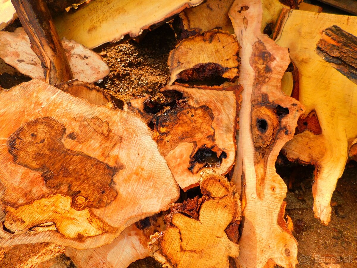 Očková jelša, očkový javor,očková hlošina,nádory, korenica.. - 4