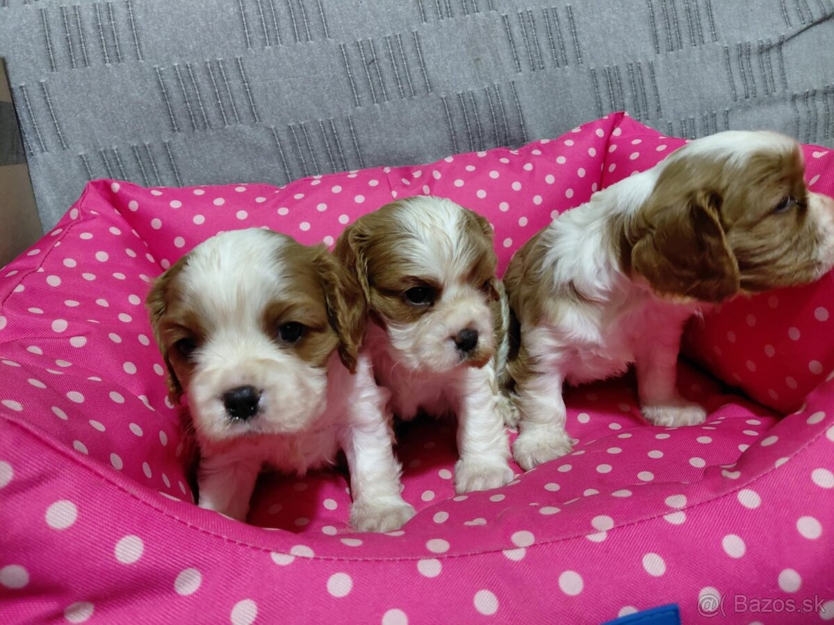 cavalier king charles spaniel - 4