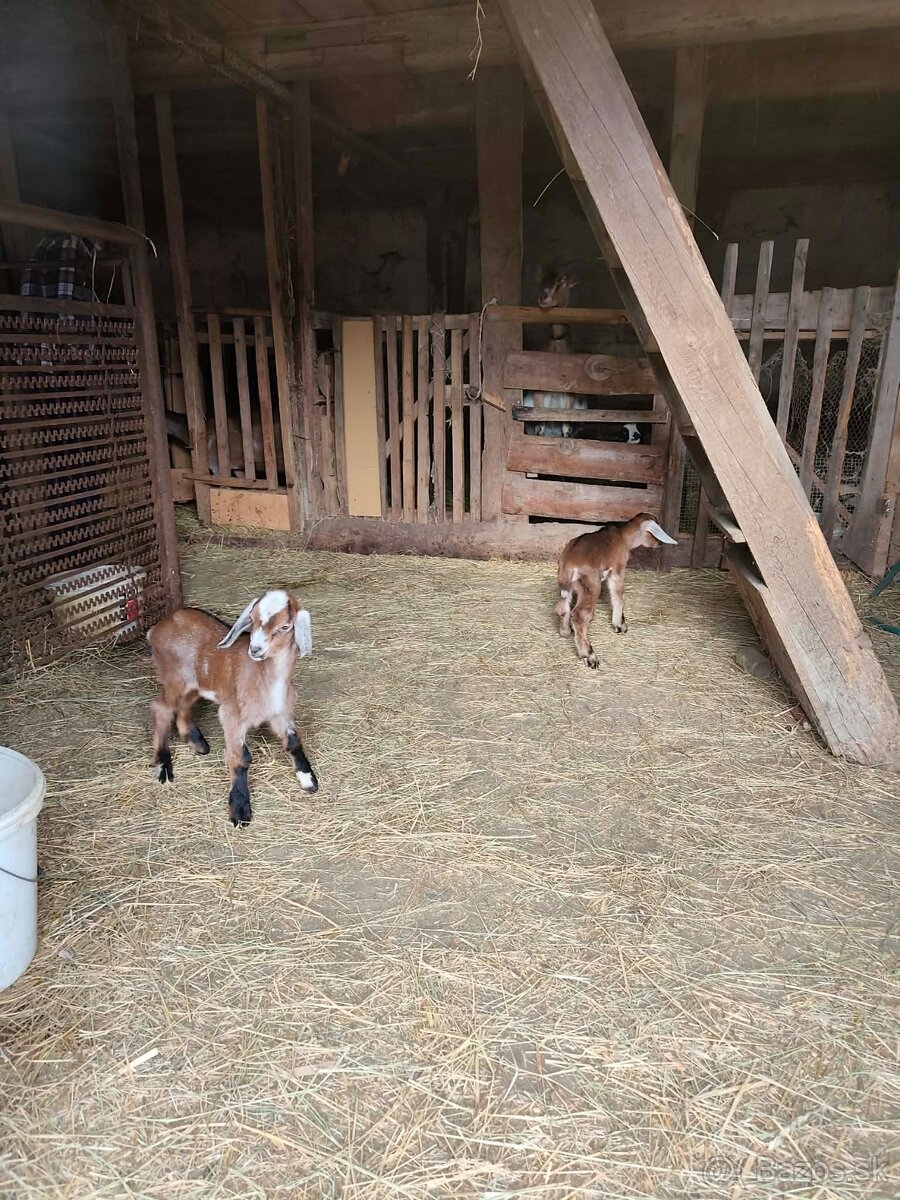 Kozy a kamerunske ovecky - 4