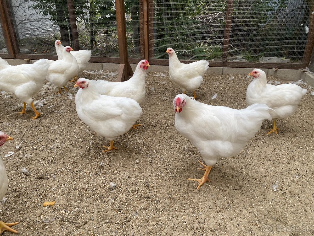 Predám kohútov Oravka biela - 4