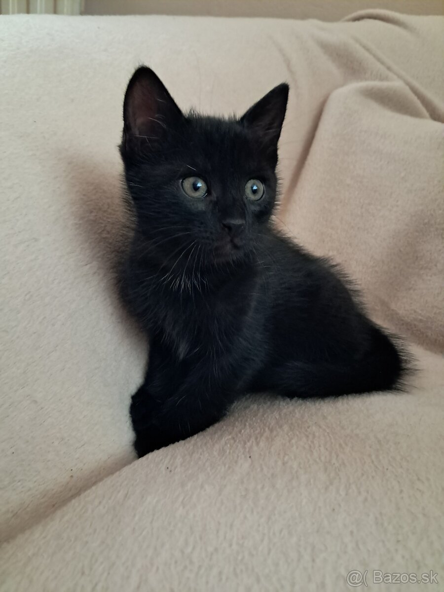 Mačiatka - 4
