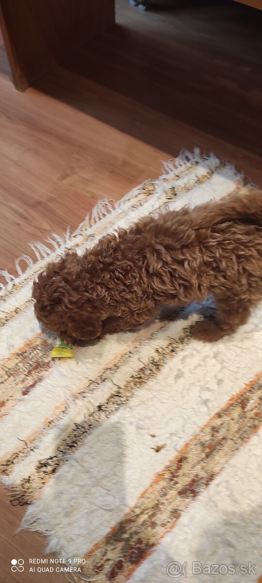 Pudel Trpaslíči - 4