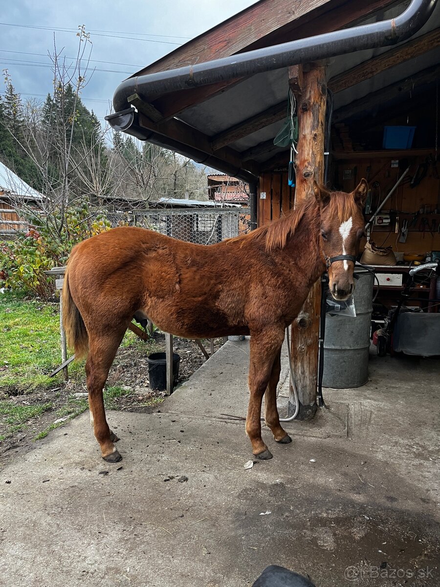 APH SORREL ŽREBČEK NA PREDAJ - 4