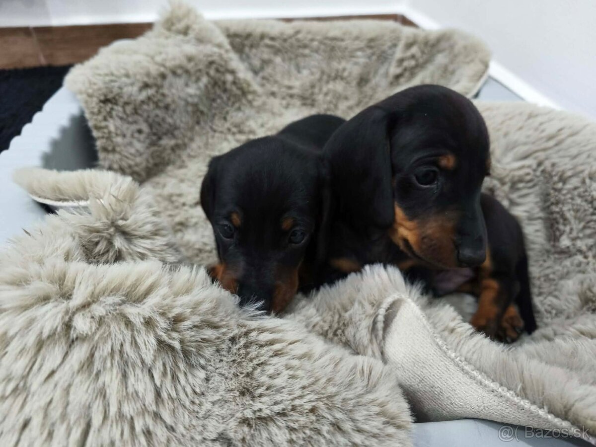 Jazvečík trpasličí - 4