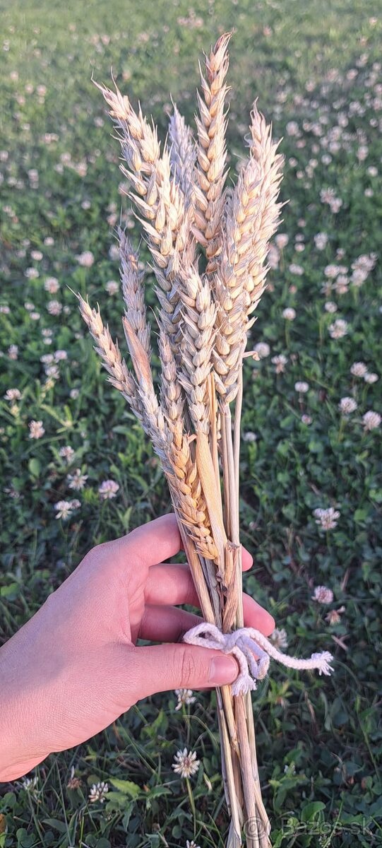 Sušené klasy pšenice 🌾 - 4