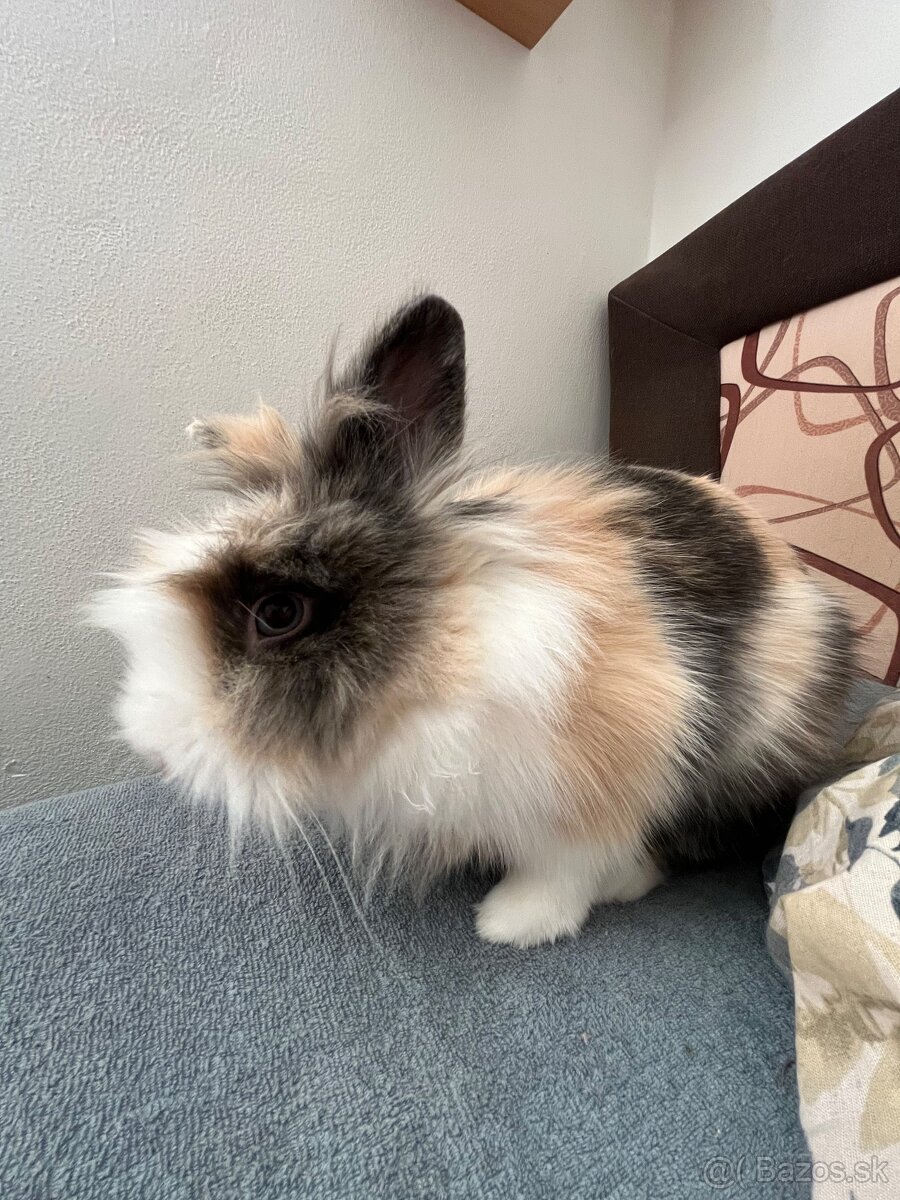 Zakrslý zajac/králik - 4