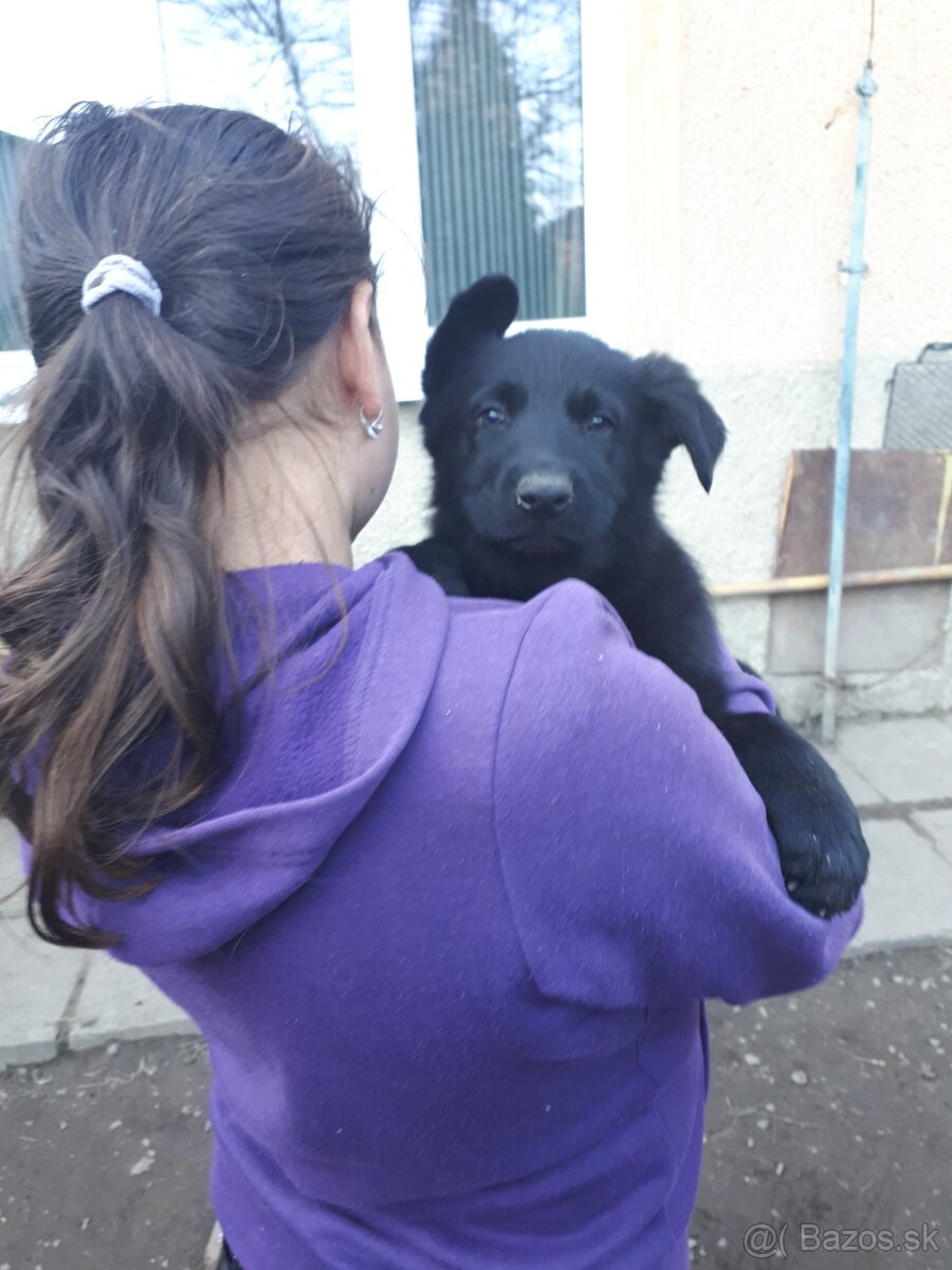 Nemecký ovčiak šteniatka - 4