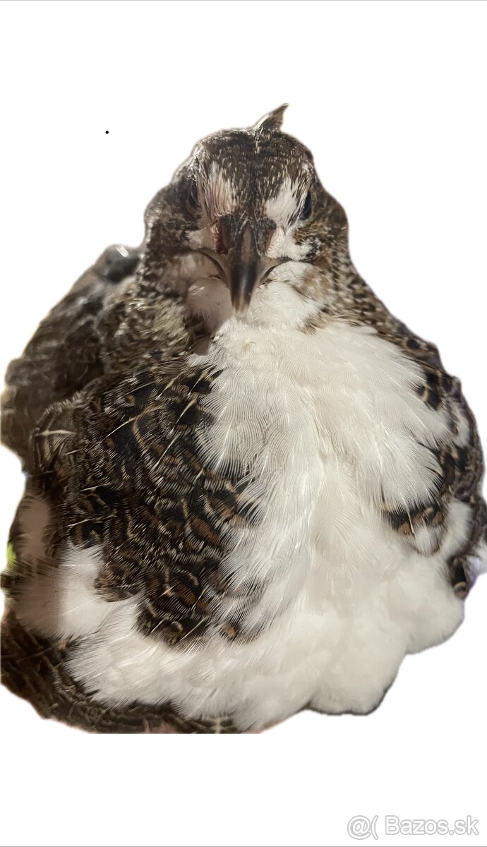 Prepelica japonská mäsovo nosná - 4