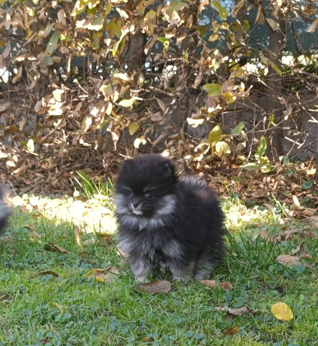 Pomeranian pomerian - 4