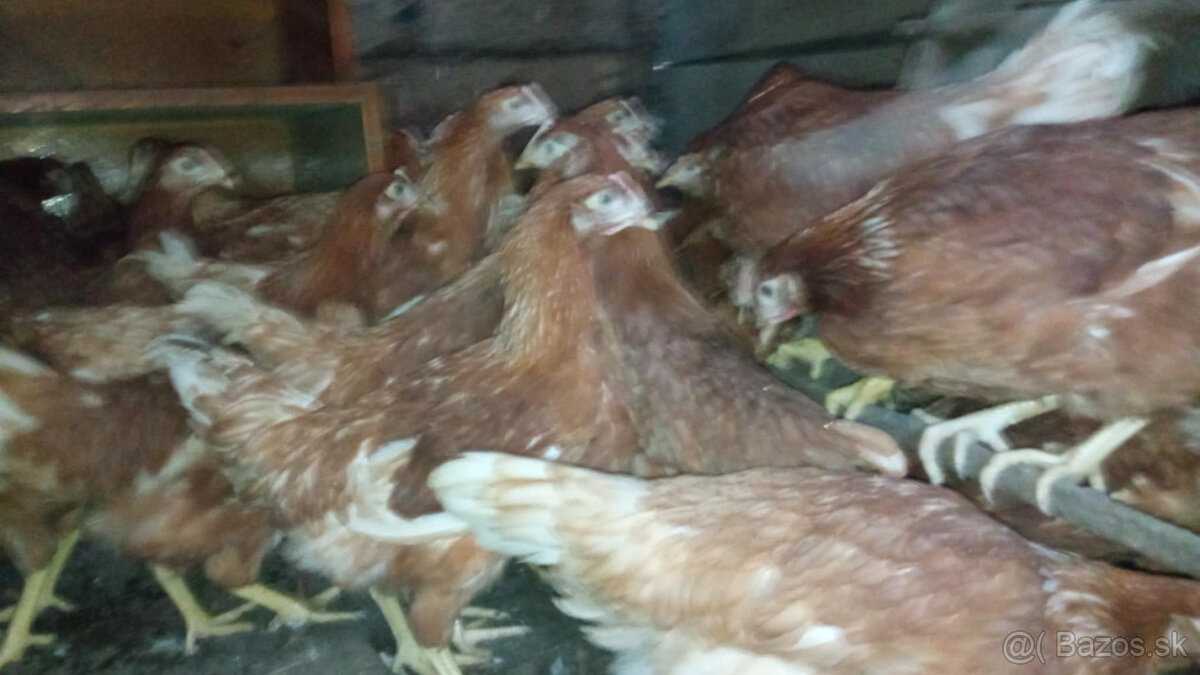 nosnice mladky - 4