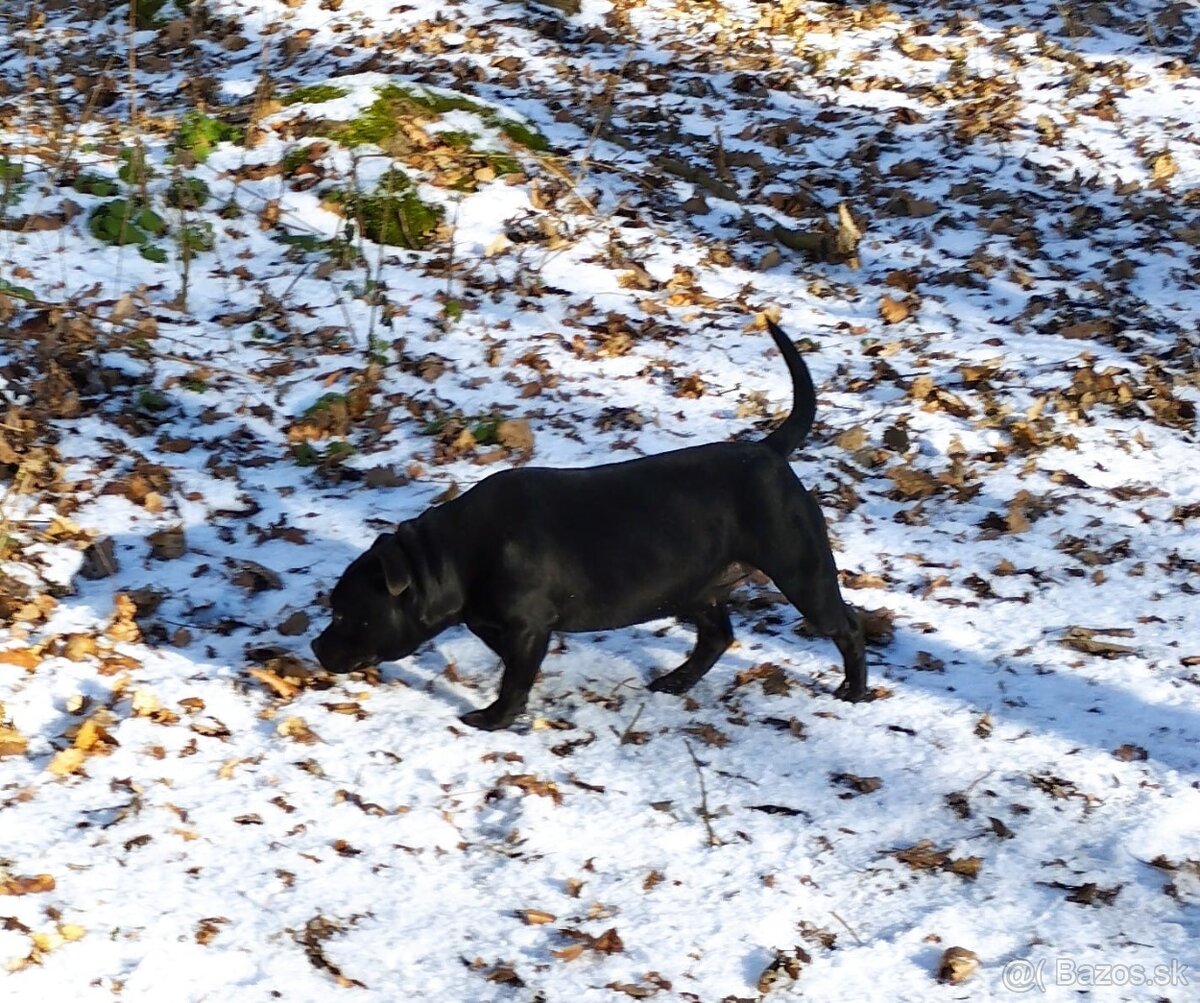 Stafordšírsky bulteriér - 4