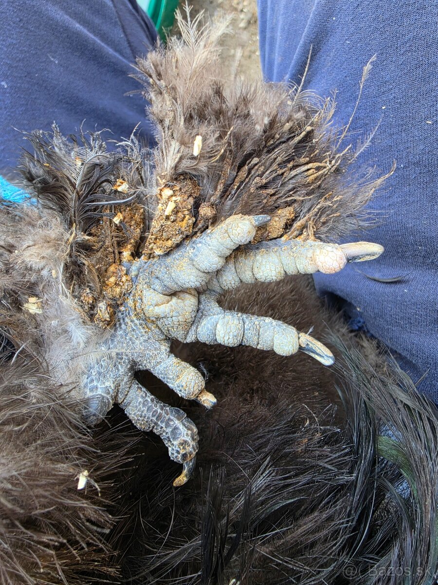 Hodvábničky USA - kohút - 4