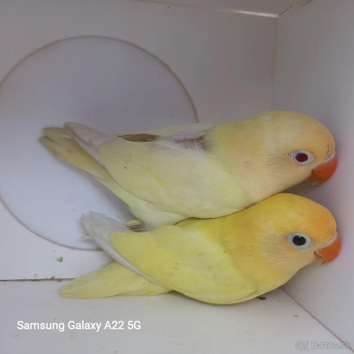 Agapornis fischer tyrkys decino - 4