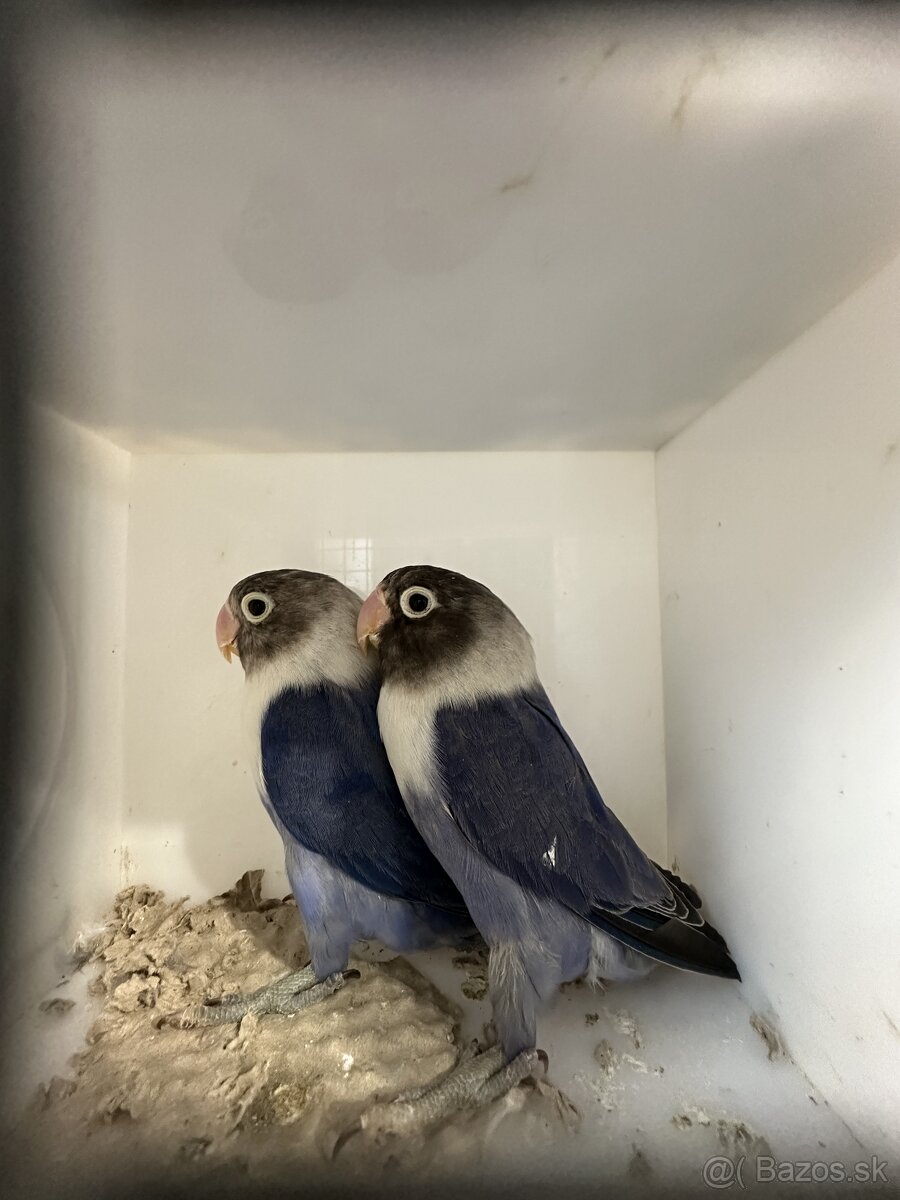 Agapornis škraboškový - 4