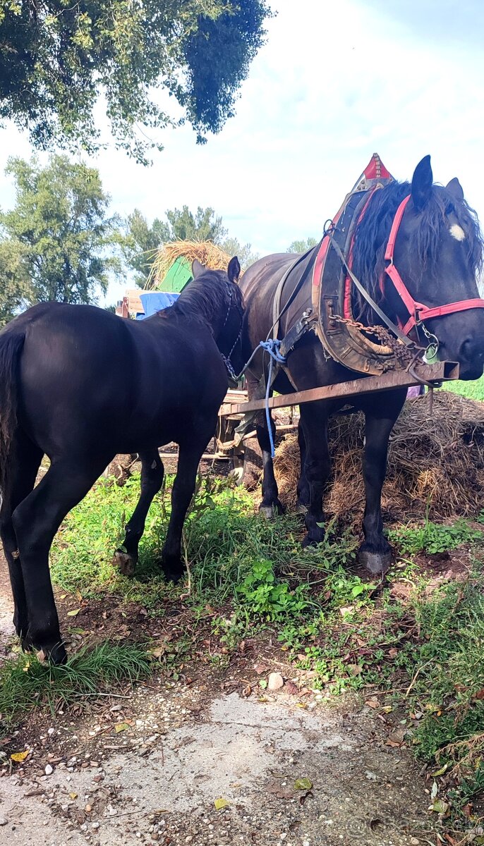 Predám mladé kobylky Norik Muránsky - 4