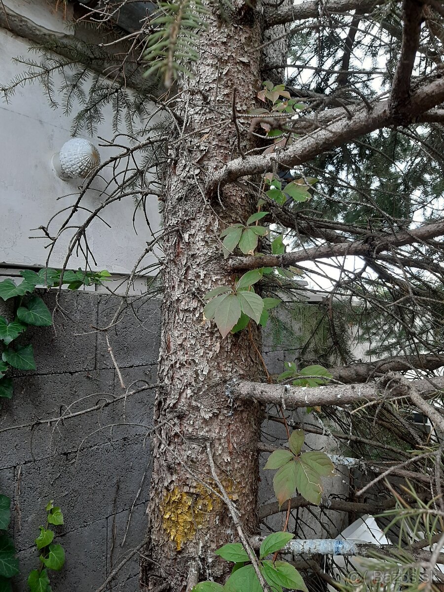 darujem drevo za vypýlenie stromov - 4