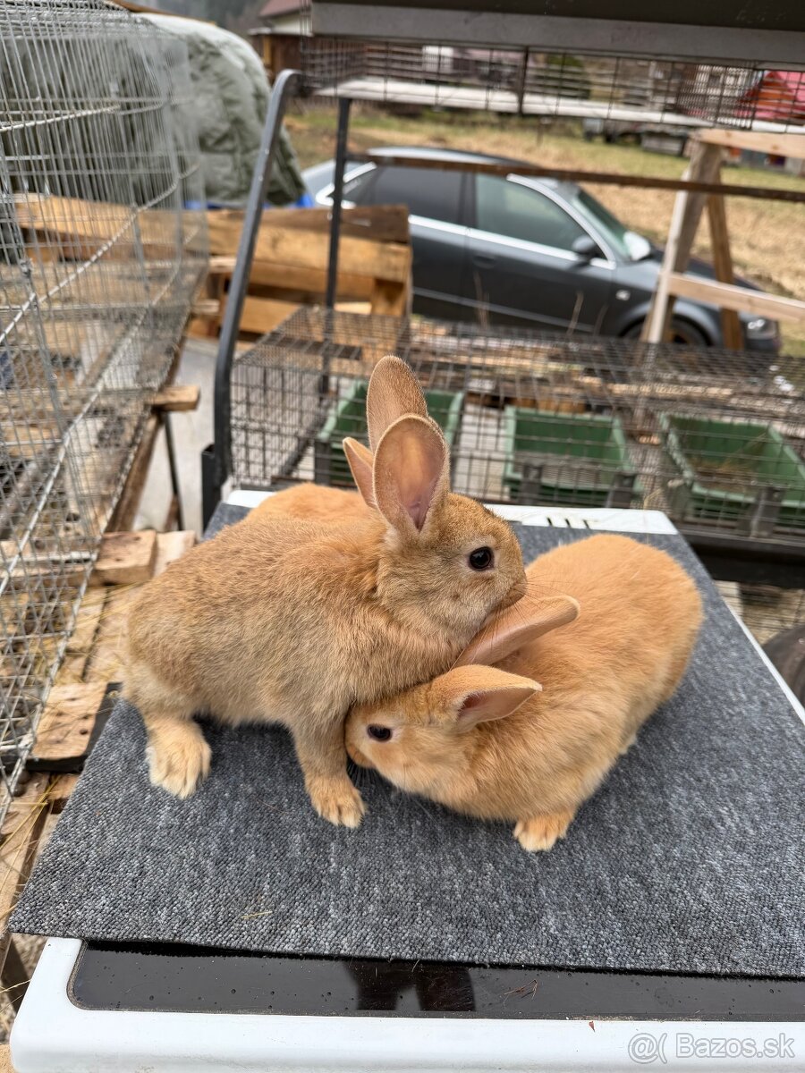 Hyla x Burgundský - 4