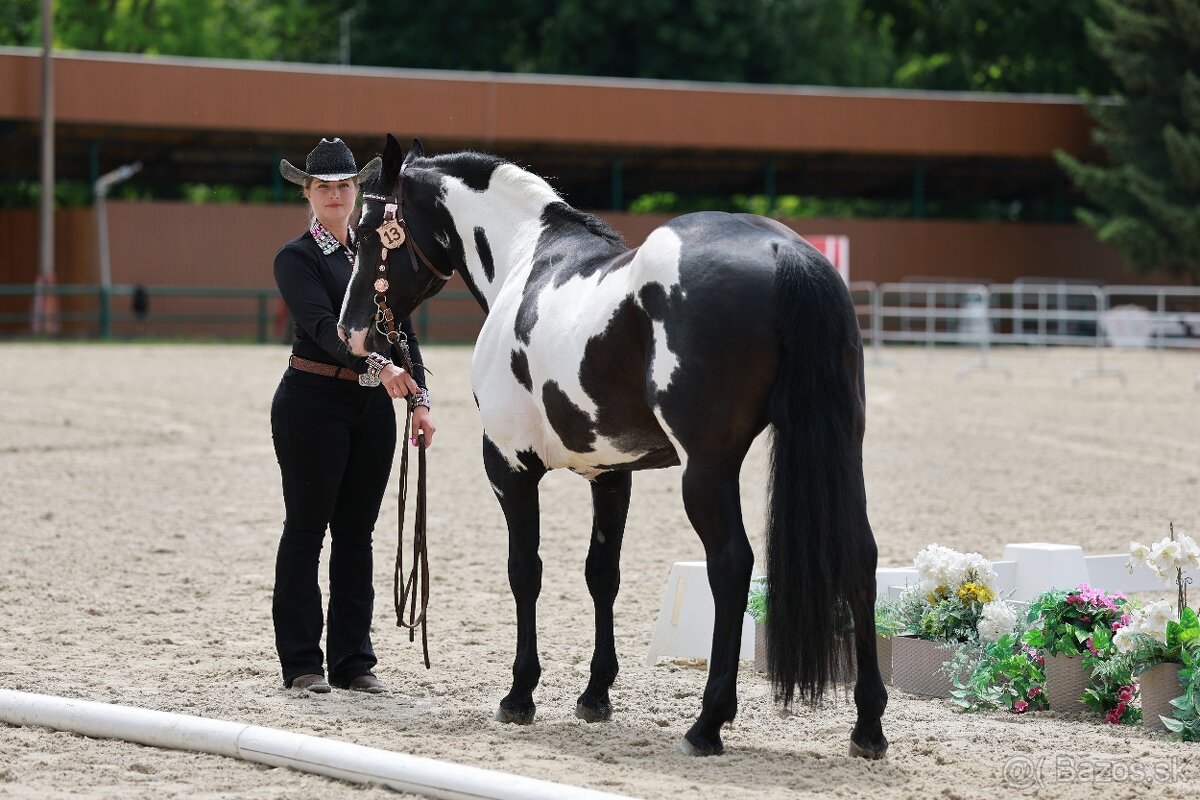 Pripúšťanie Paint Horse - 4