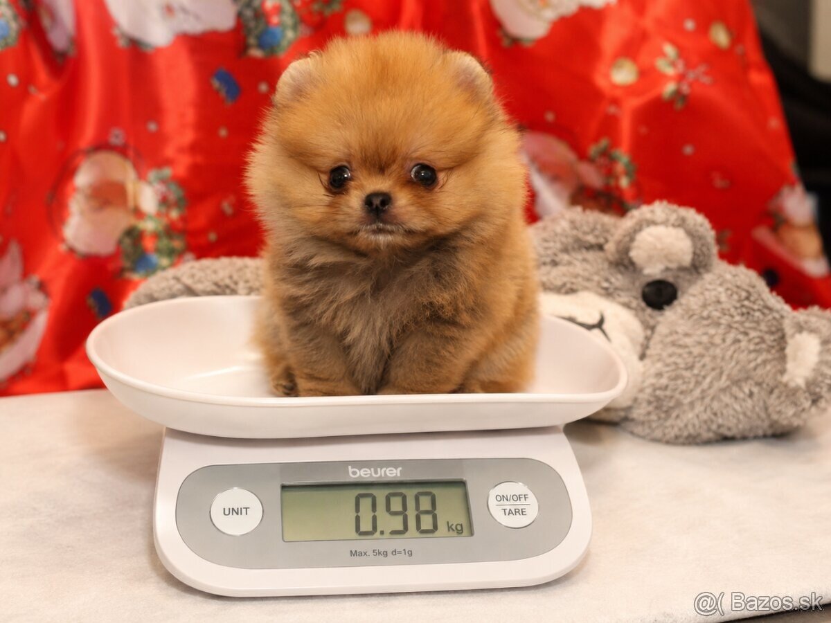 Pomeranian mini Boo - 4