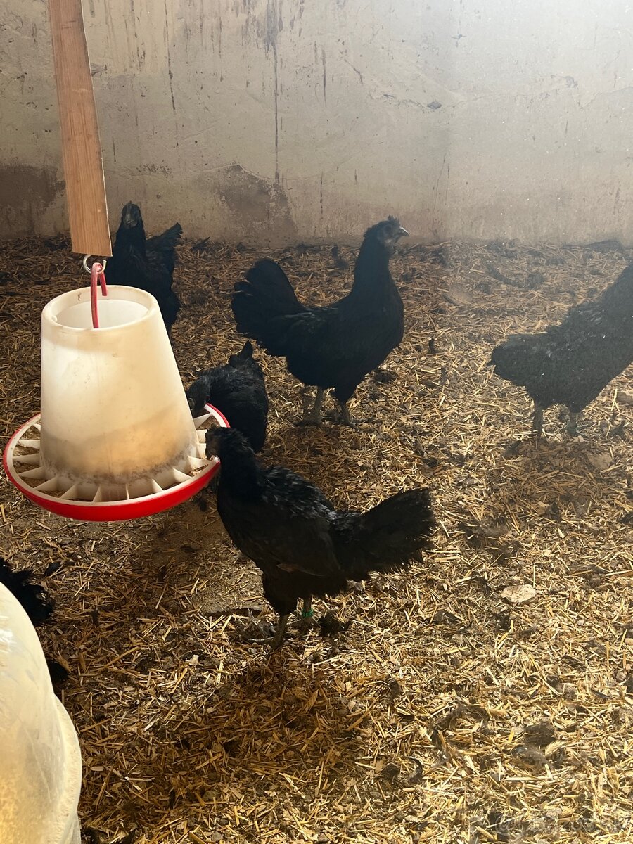 Chovný kmeň Ayam cemani - 4