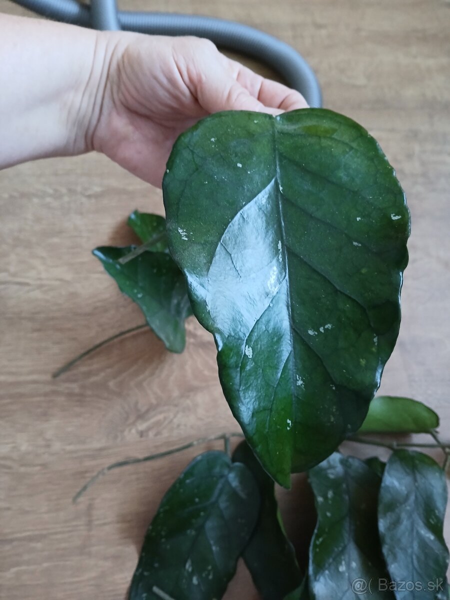 Hoya odrezky - 4