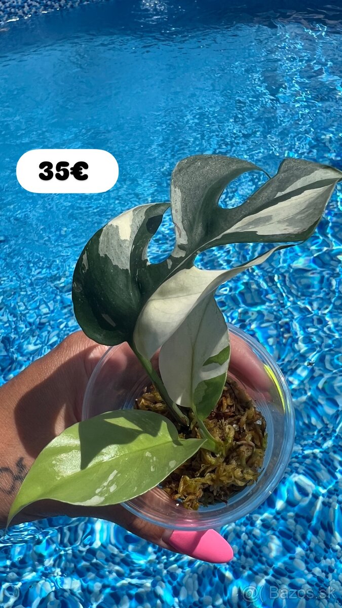 Monstera minima Albo Variegata - 4