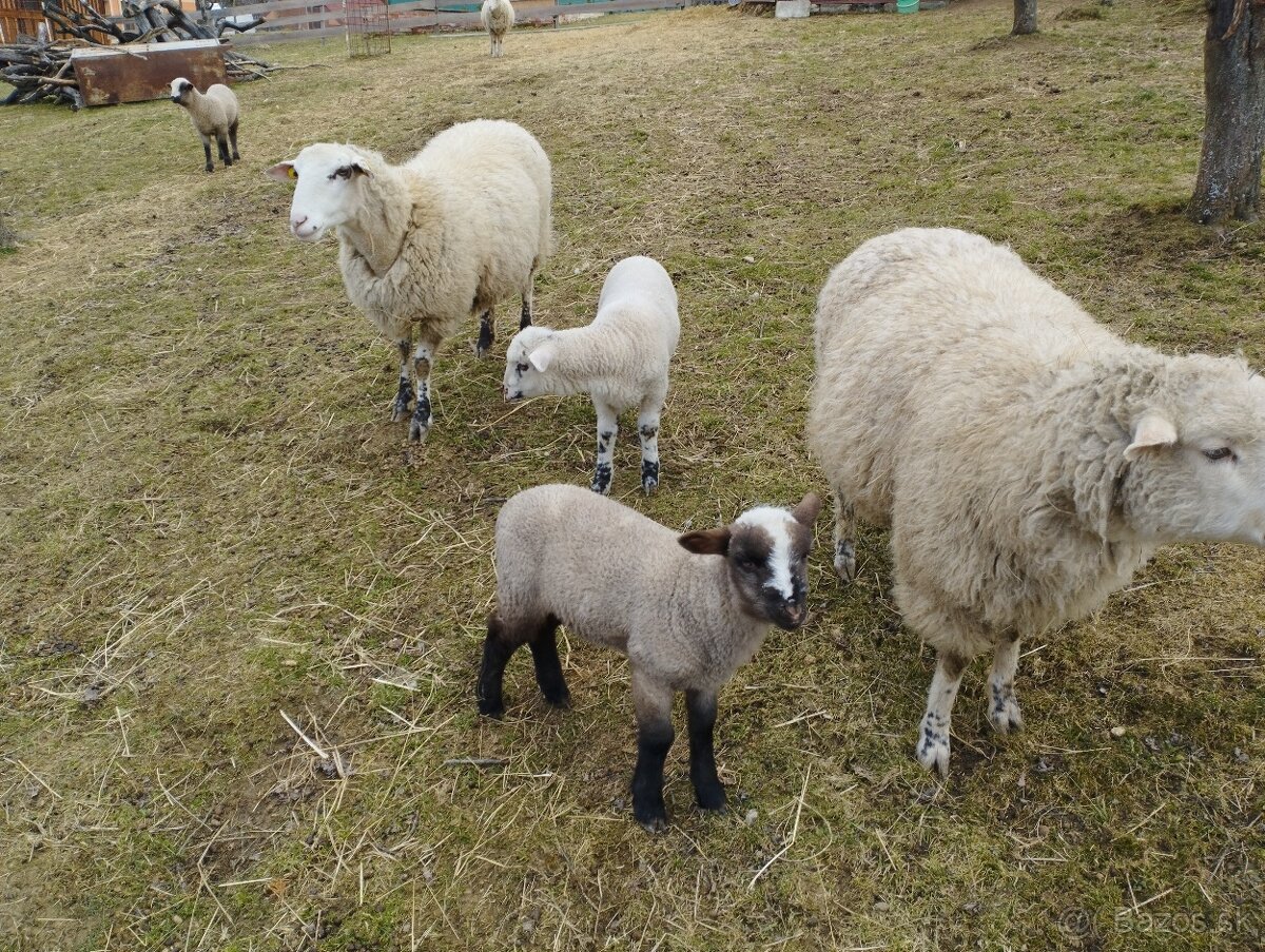 Predám ovce a jahňatá. - 4
