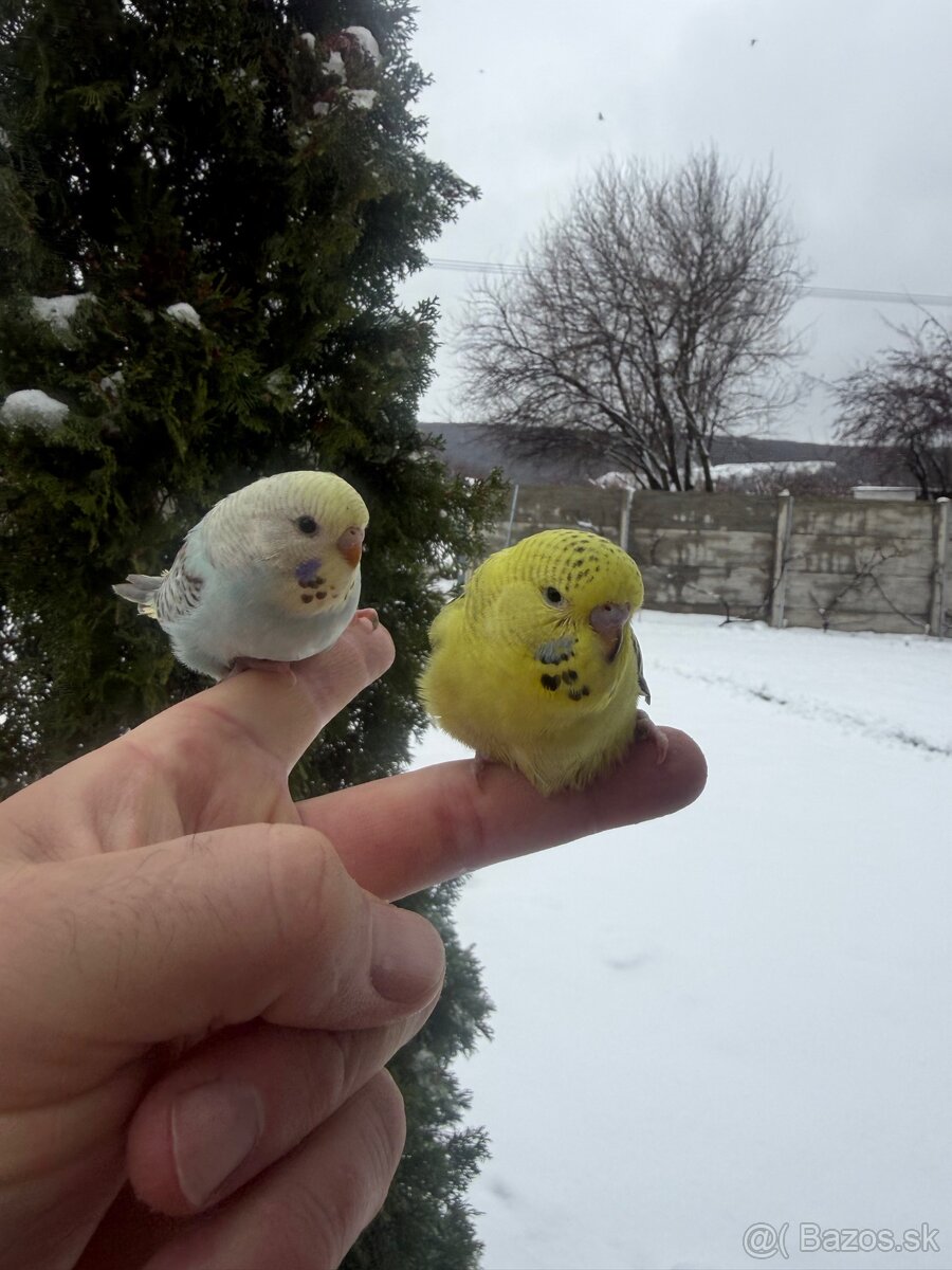 Andulky mlada Maznačik - 4