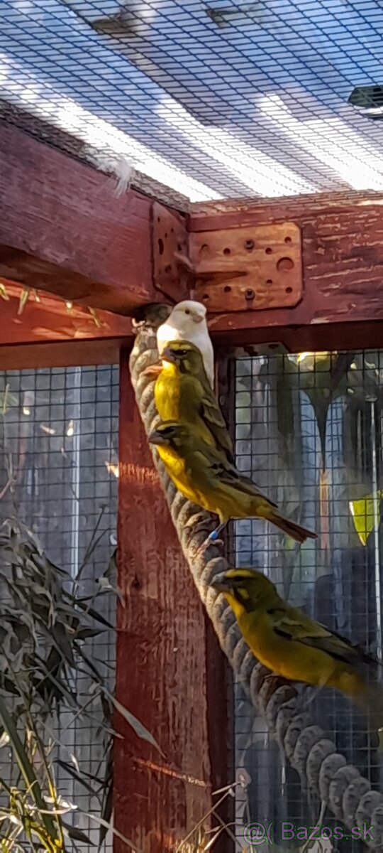 Kanare a zvonohlik - 4