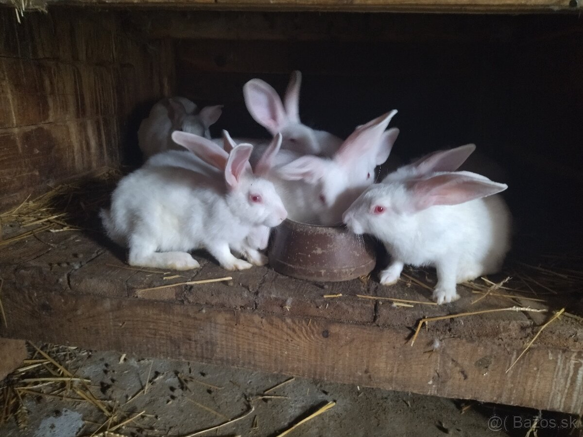 Králiky hyplus - 4