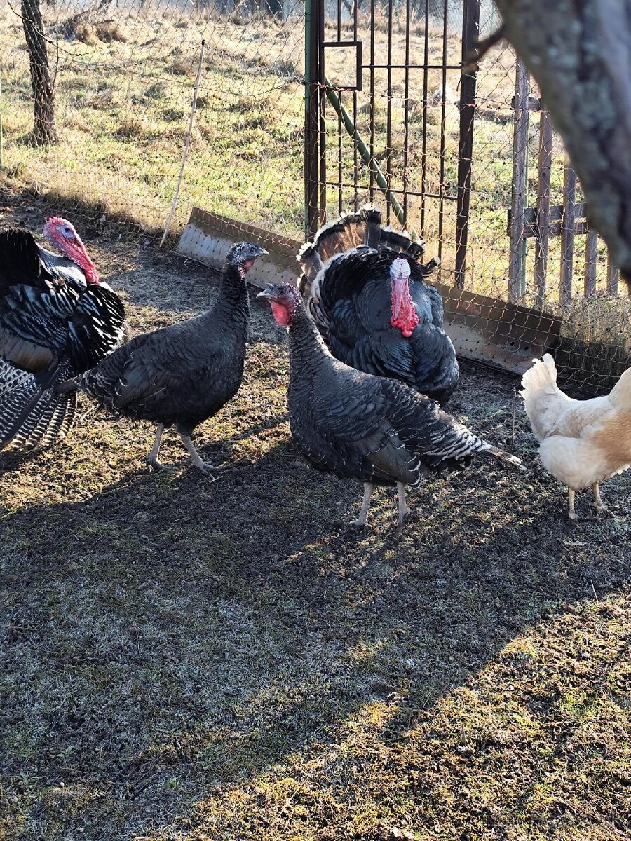 Moriak bronzový - 4