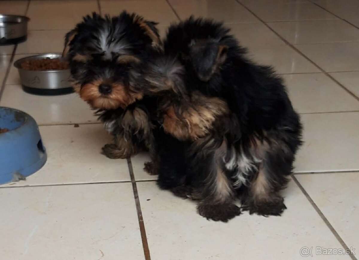 Yorshirský terier-šteniatka - 4