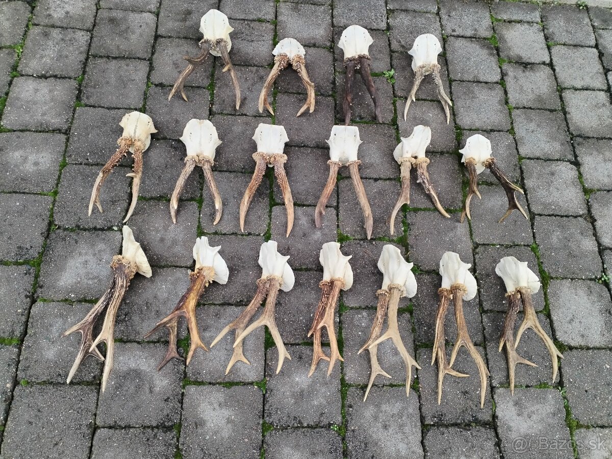 Srnčie trofeje parohy - 4