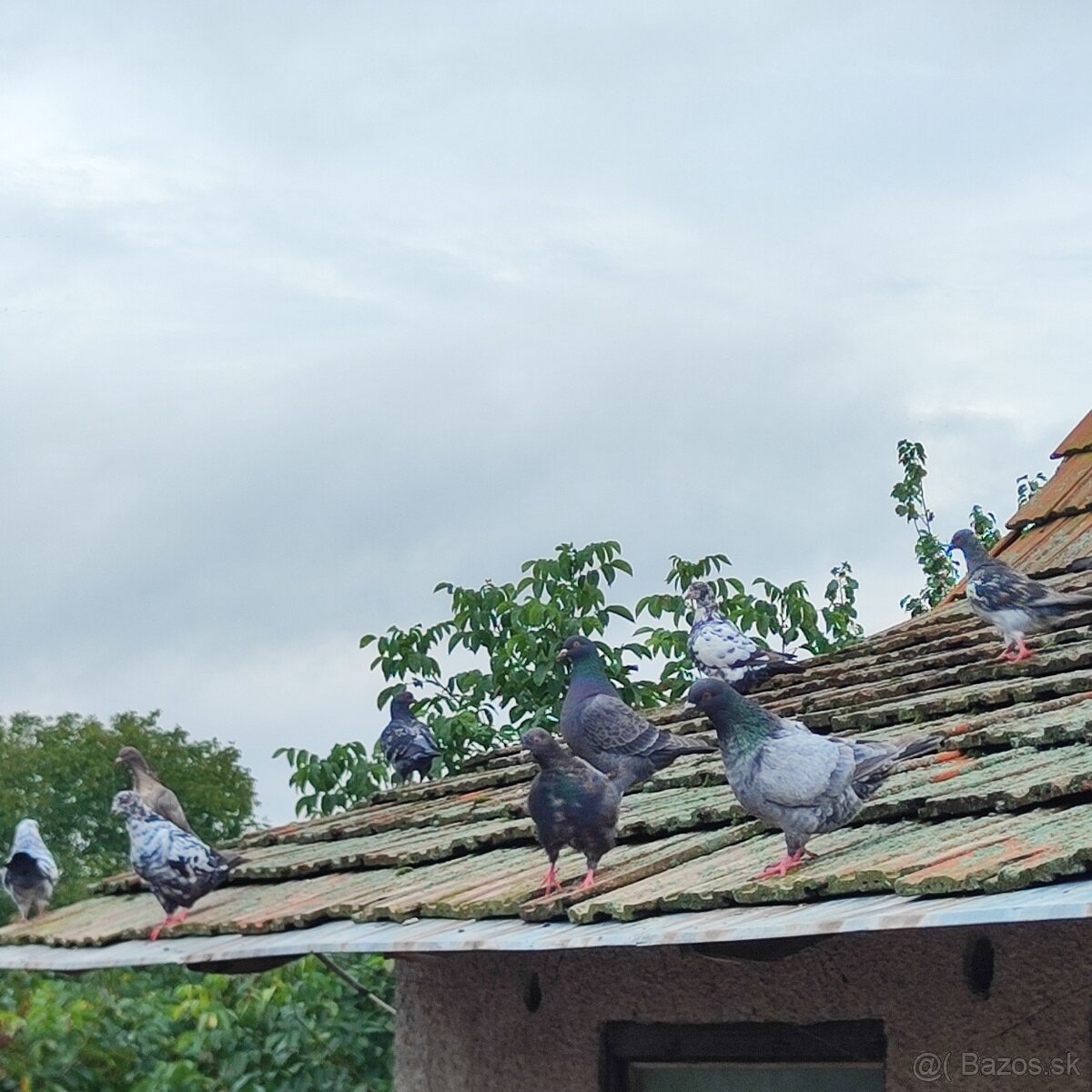 Holuby - 4