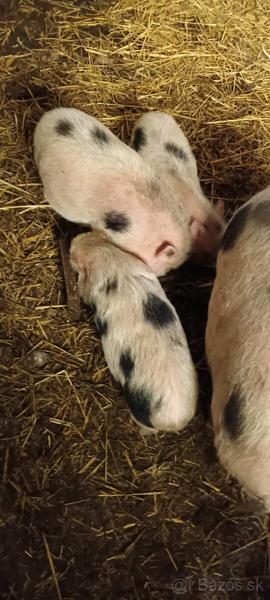 Gottingenske prasiatka - 4