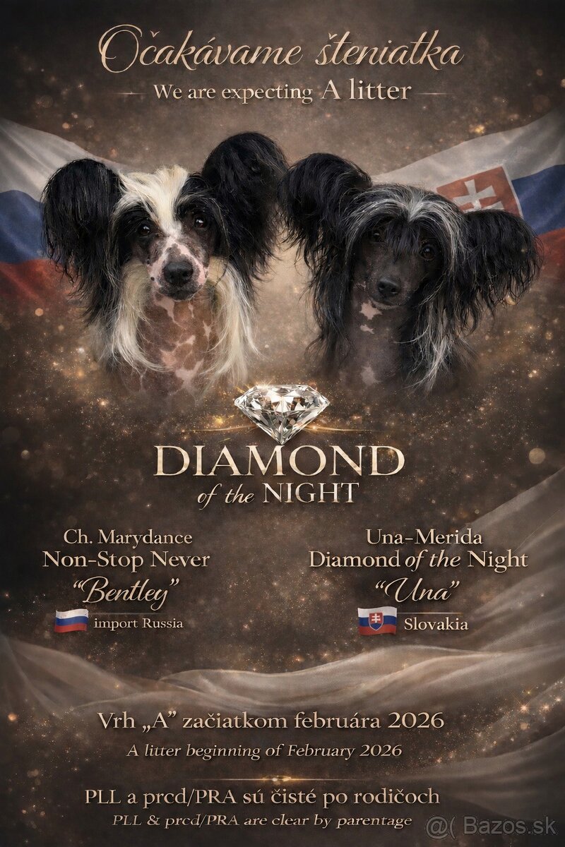 Čínsky chocholatý pes s PP - 4