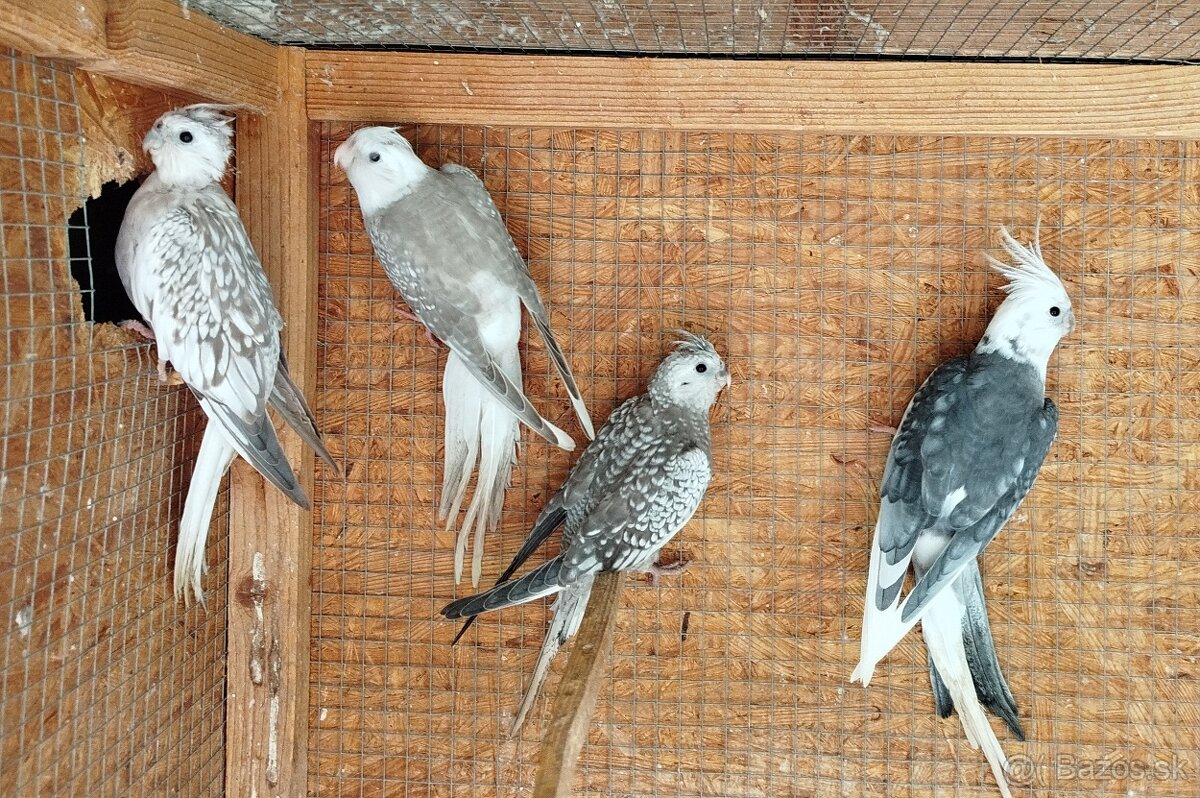 Korela bielohlava - 4