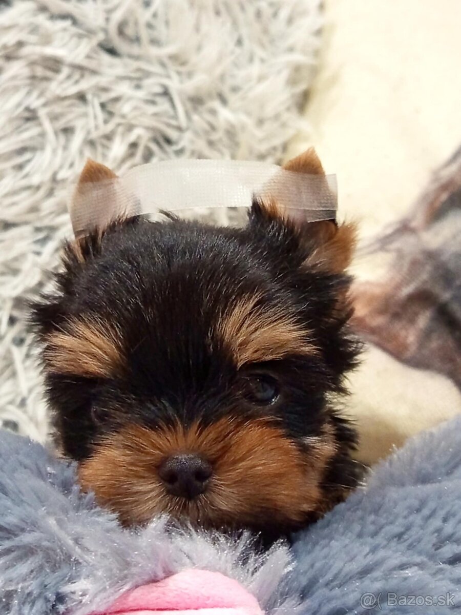 Yorkshire terrier - šteniatka s PP - 4