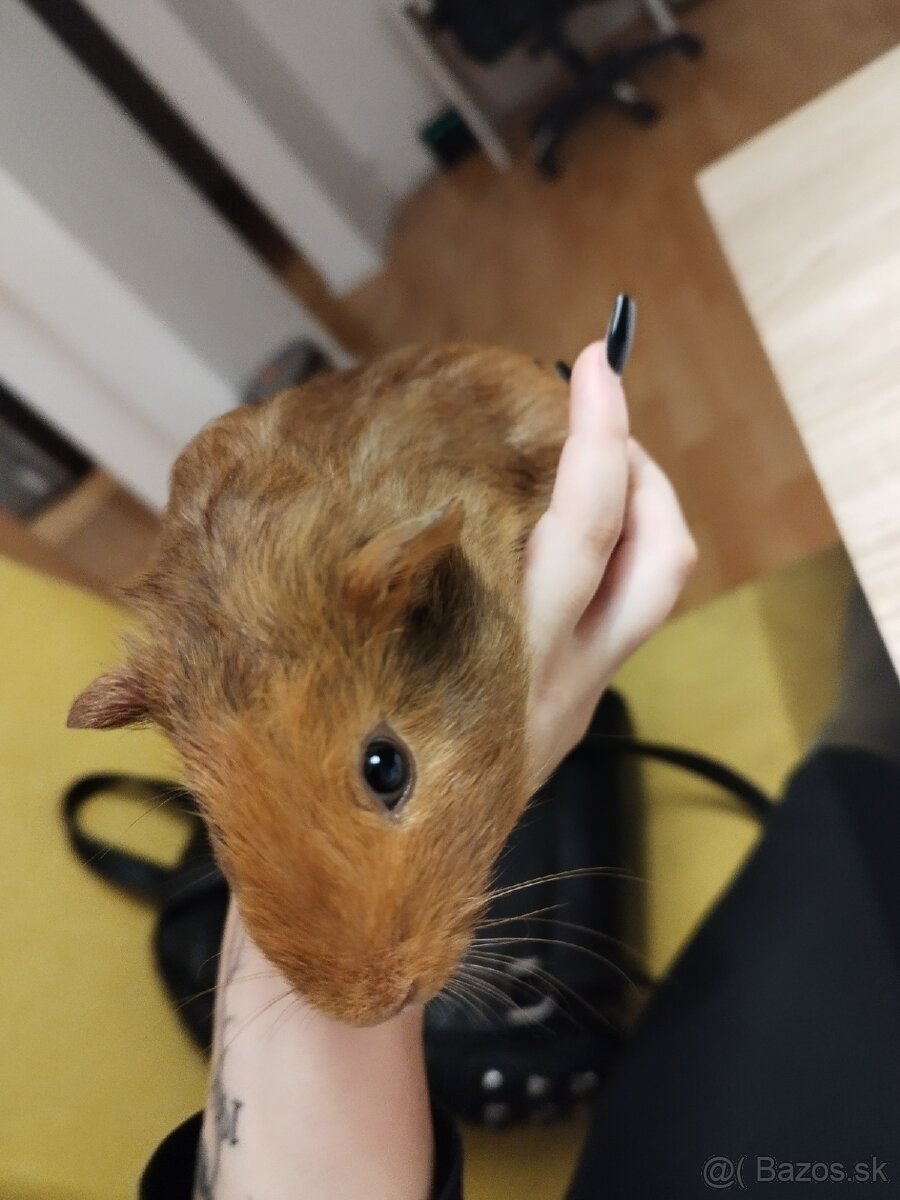 Darujem morské prasiatka - 4