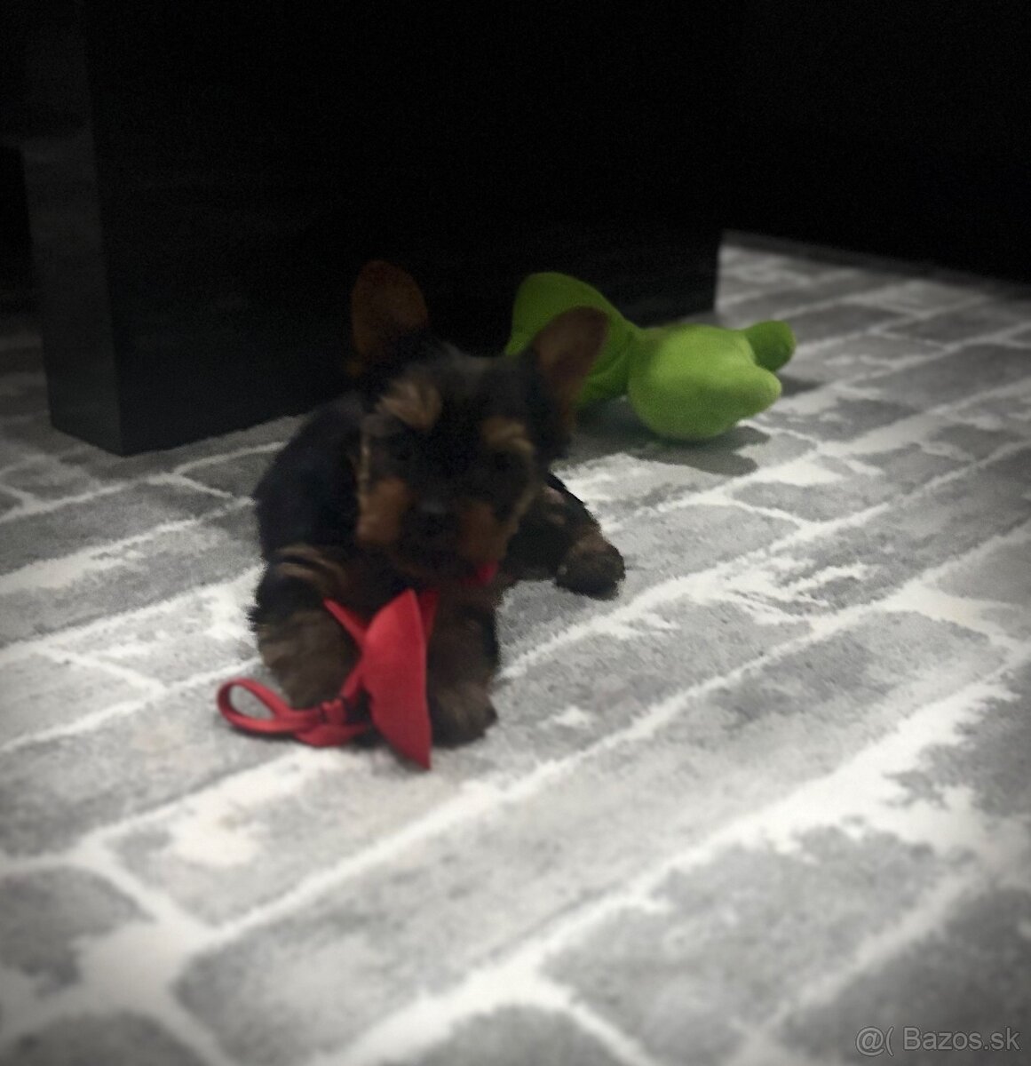 Yorkshirsky terier - 4