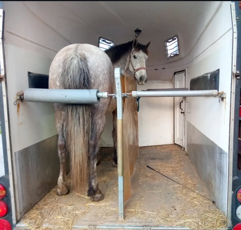 Preprava koní, tréningy, vychádzky - 4