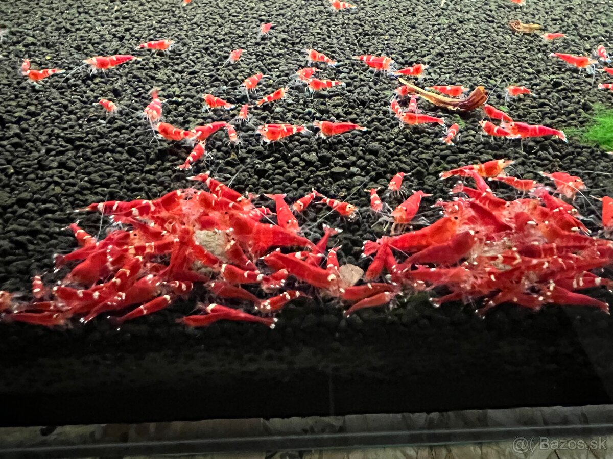Caridina Super Crystal Red - 4