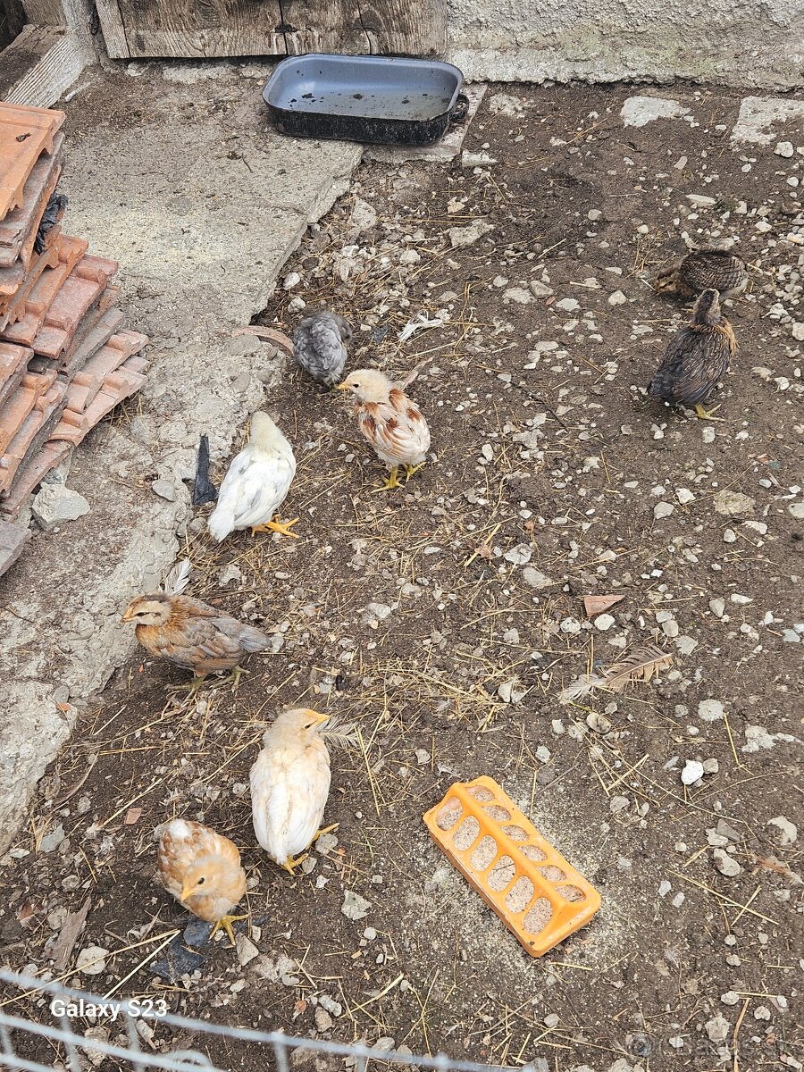 Predám nasadové vajíčka araucana - 4