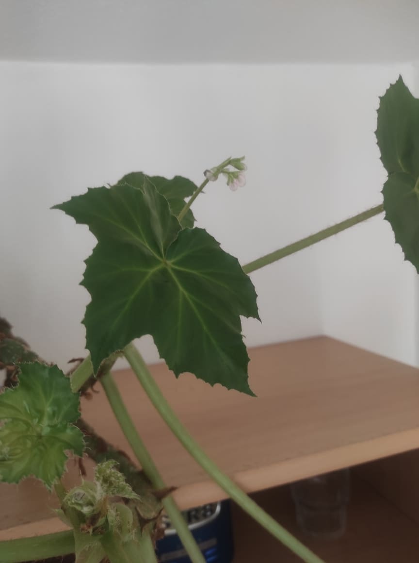 Begónia - 4