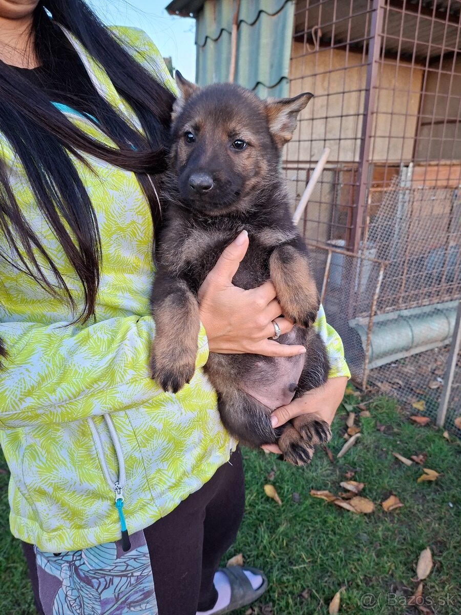 Nemecký ovčiak - 4