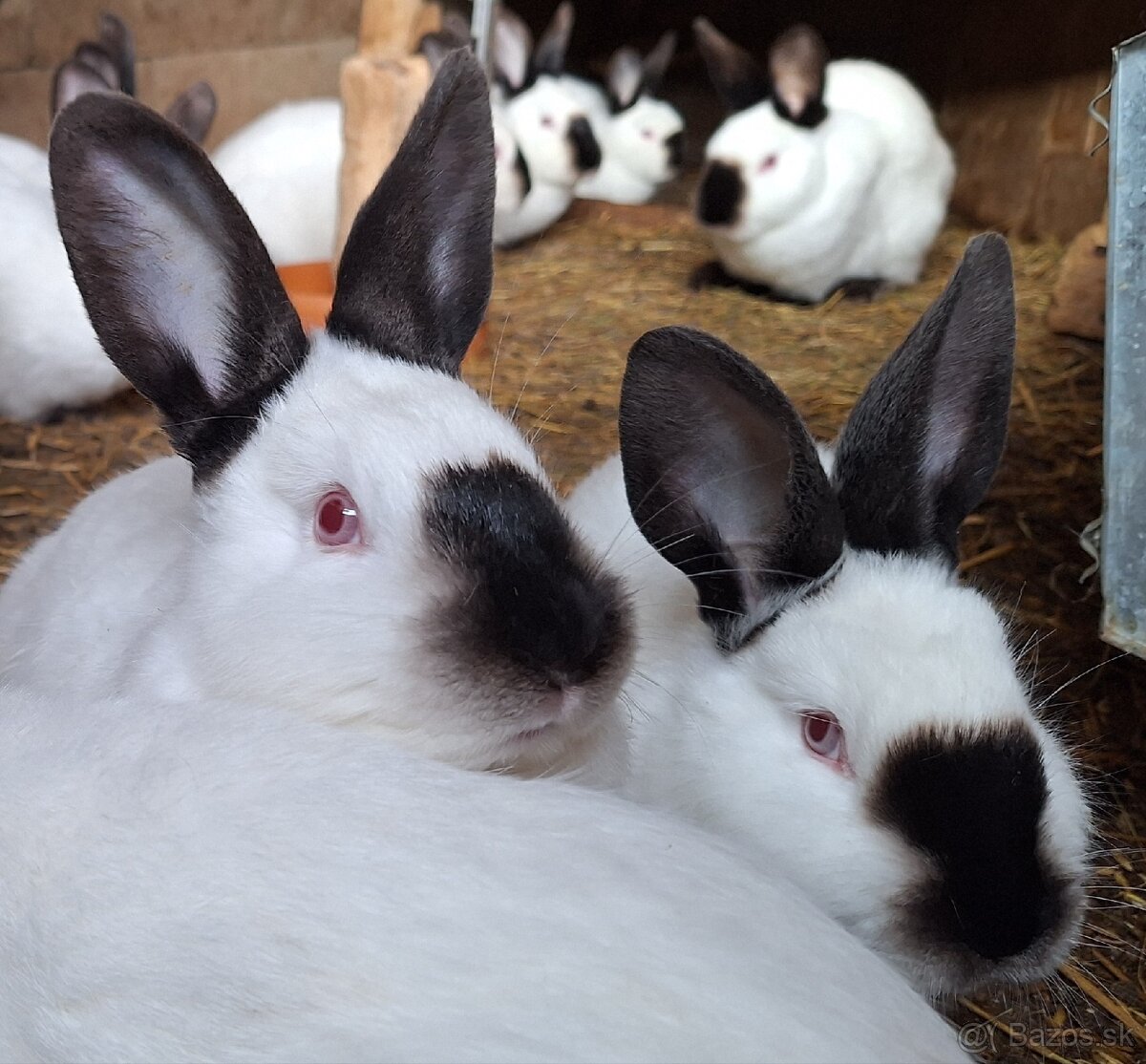 Kalifornský králik - 4